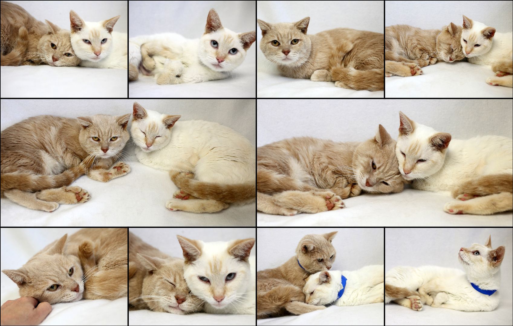 Homeless Animals Rescue Team - Flower and Thumper.jpg